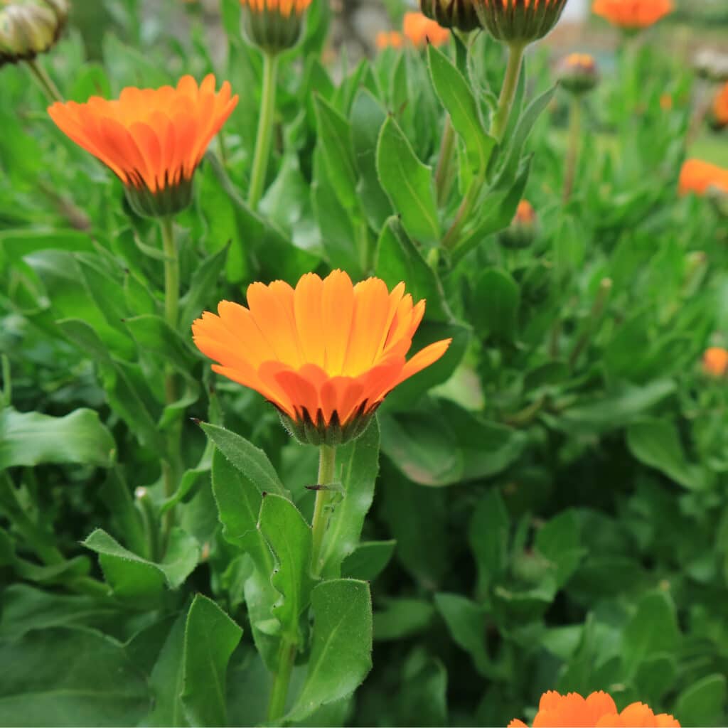 Calendula Extern Calendula Wundheilung KSMF