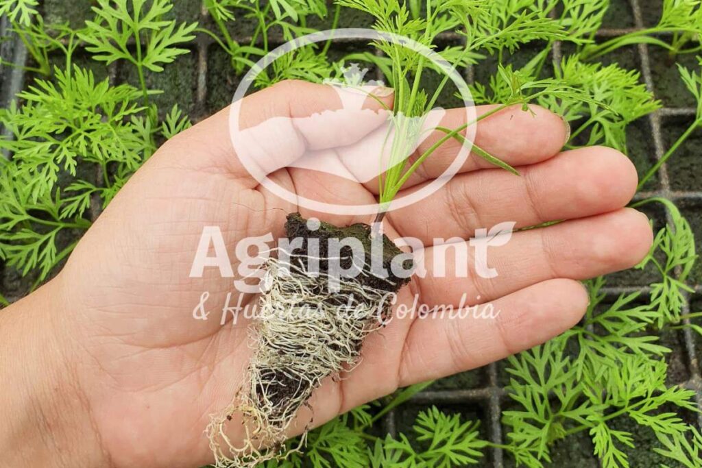 Plántulas en Bogotá - Venta de plántulas de hortalizas