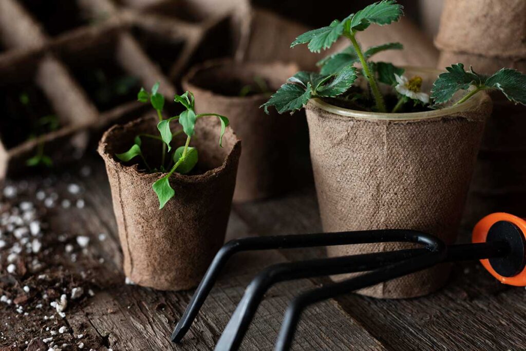 plantuladoras de hortalizas