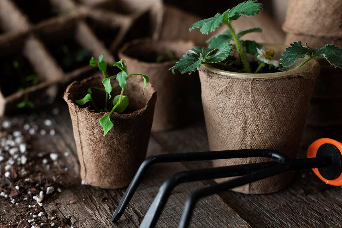 plantuladoras de hortalizas