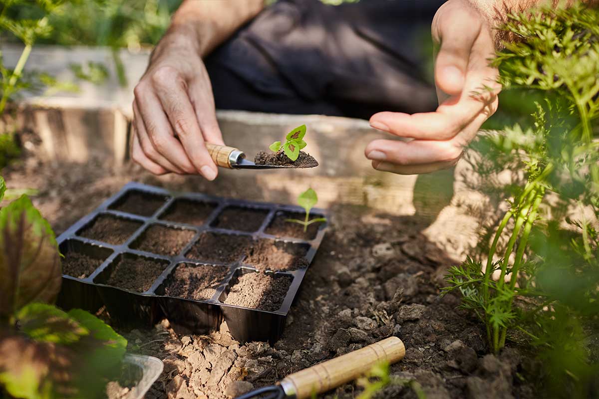 plantuladoras de hortalizas