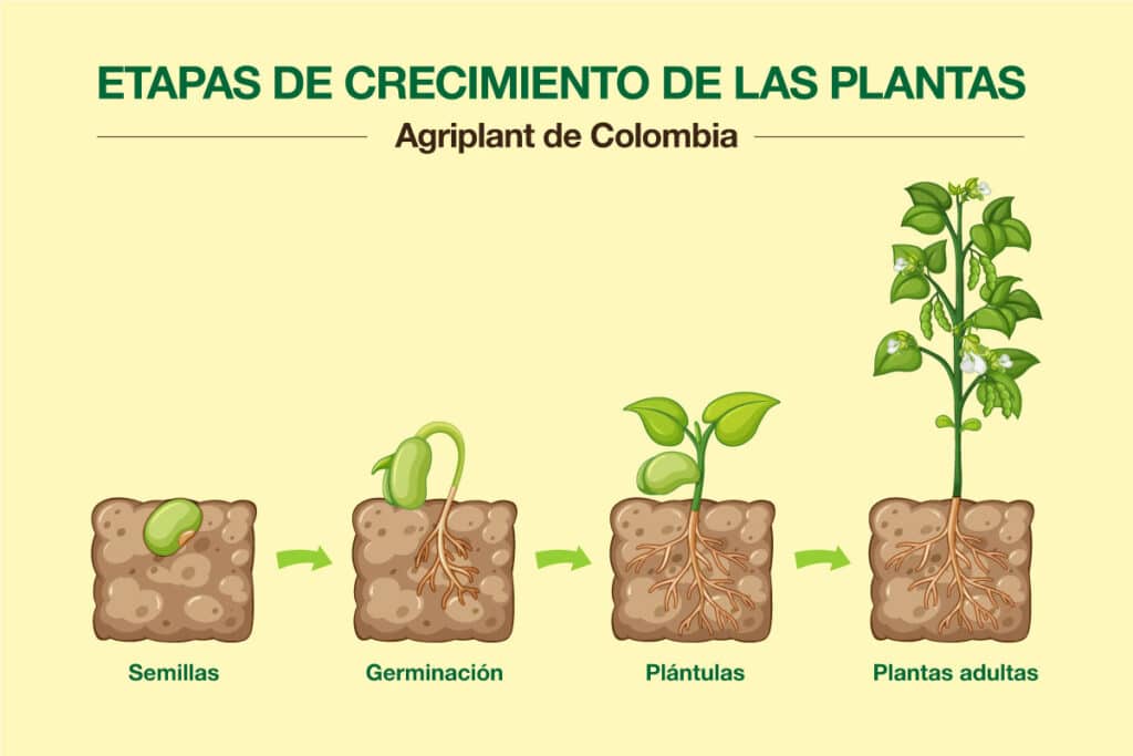 ¿qué Son Las Plántulas Consejos En Agricultura Y Jardineríaemk 7813