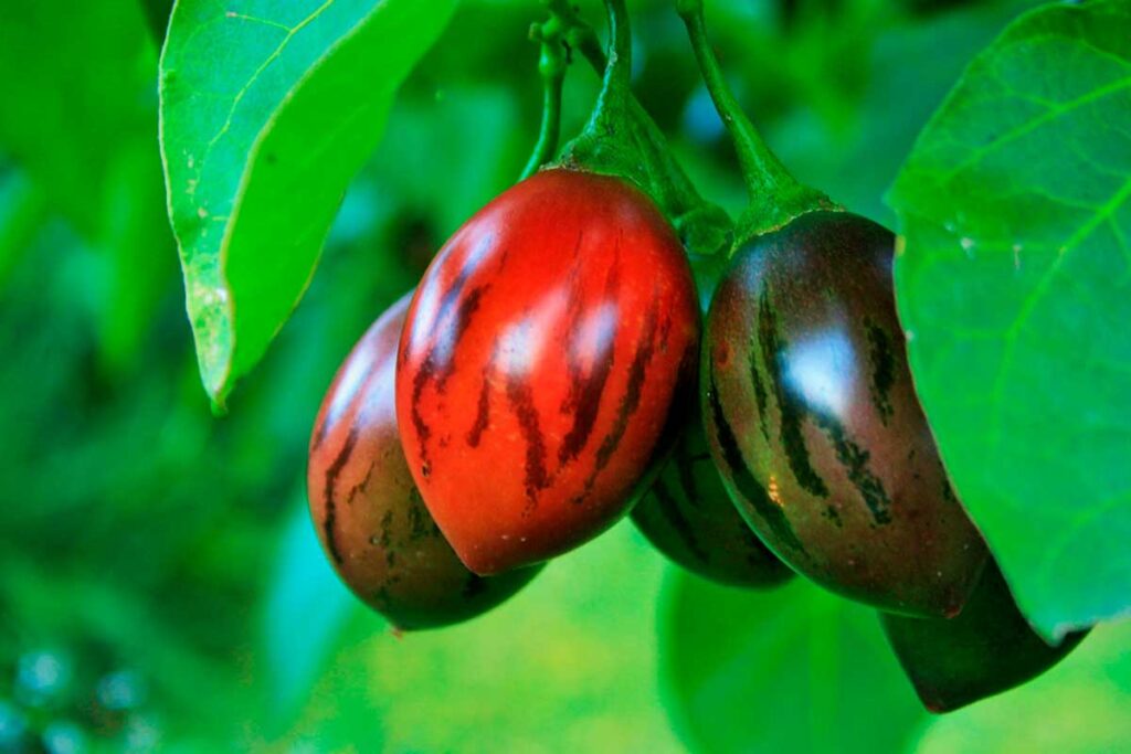 plántula de tomate de árbol